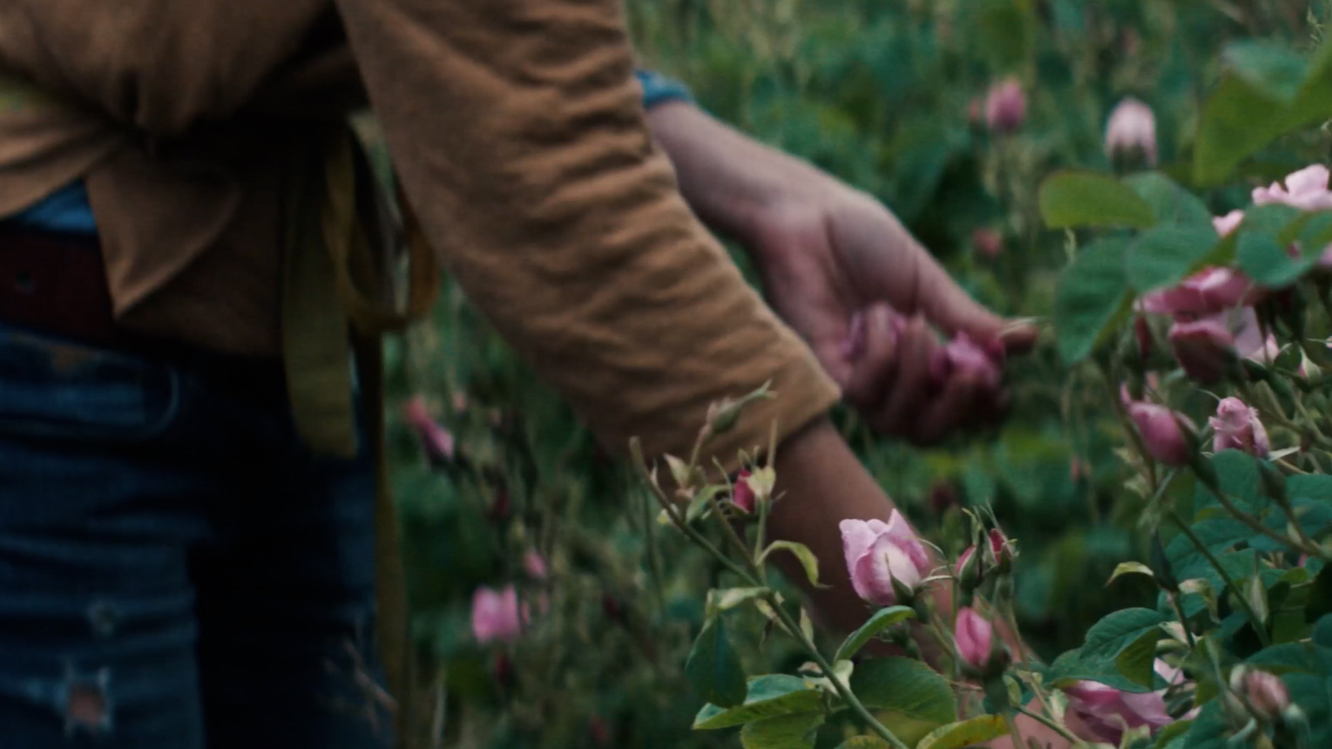 rose harvest