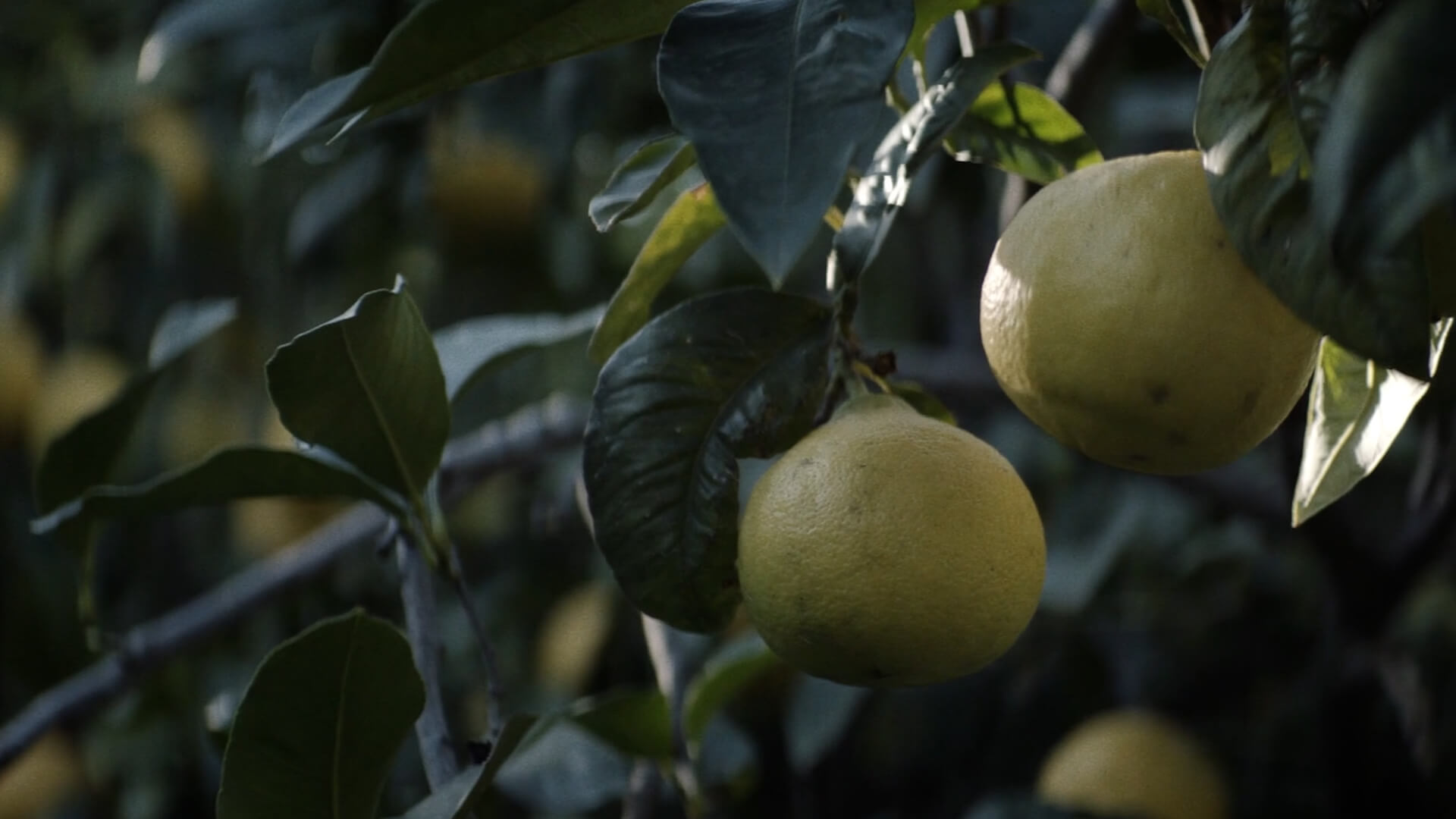 bergamot harvest