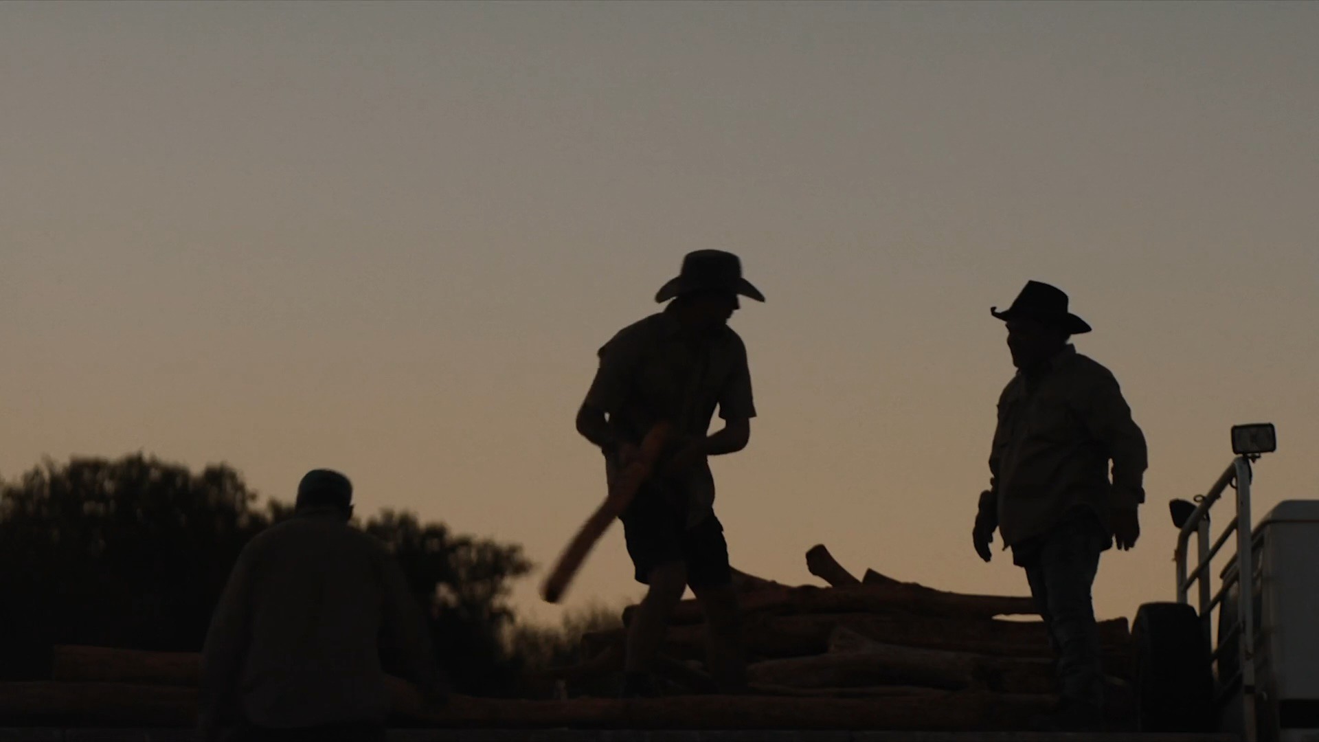 sandalwood harvest